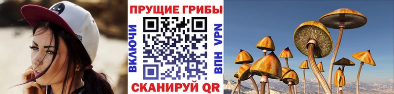 МЕГА ссылка  закладки  Махачкала  это какой сайт  Псилоцибиновые грибы прущие грибы 